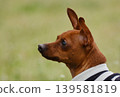 可愛的迷你杜賓犬肖像 139581819