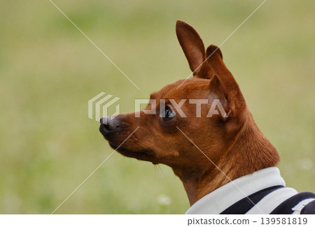 可愛的迷你杜賓犬肖像 可愛的迷你杜賓犬肖像 139581819
