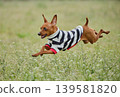 可愛的迷你杜賓犬肖像 139581820