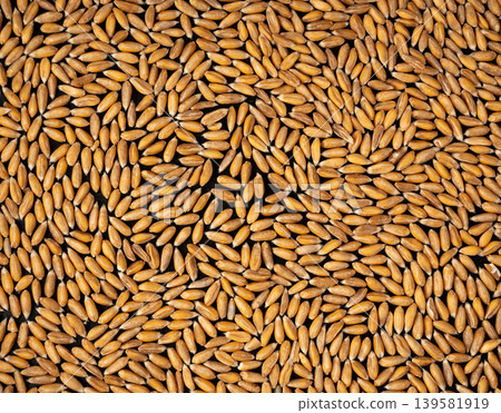 Wheat Grains Isolated, Barley Pile 139581919