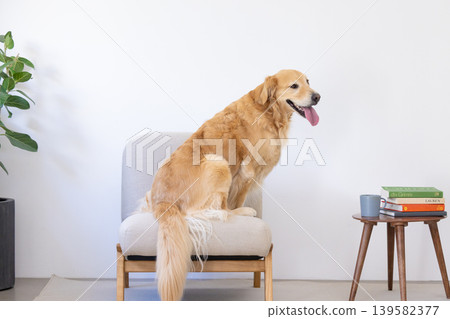 一隻金毛犬坐在椅子上 一隻金毛犬坐在椅子上 139582377