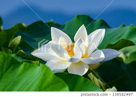 White lotus flower White lotus flower 139582497