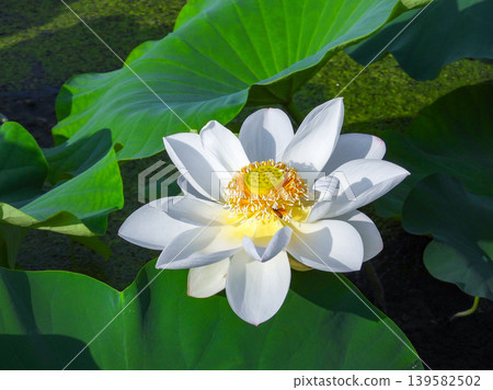 白蓮花 白蓮花 139582502
