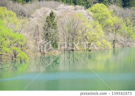 金州湖，一片水下森林，迎接岩手縣的清爽春天。 139582873