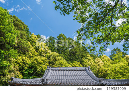 The grounds of Aga Shrine in the fresh green of spring, Higashiomi City, Shiga Prefecture The grounds of Aga Shrine in the fresh green of spring, Higashiomi City, Shiga Prefecture 139583009