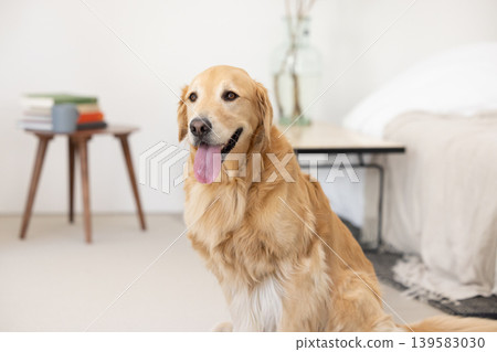 Pet: A Golden Retriever relaxing in the living room. 139583030