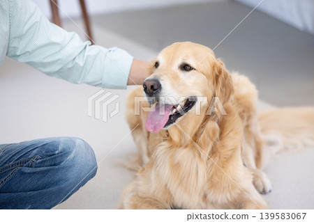 Pet dog, Golden Retriever, sitting next to its owner. Pet dog, Golden Retriever, sitting next to its owner. 139583067