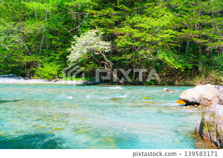 [Clear Stream Material] Azusa River in Kamikochi in early summer [Nagano Prefecture] 139583171