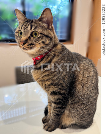 A tabby cat sitting by the window A tabby cat sitting by the window 139583228
