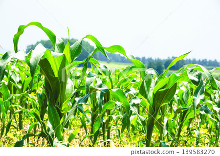 A cornfield I saw in Biei, Hokkaido, under the dazzling summer sun. A cornfield I saw in Biei, Hokkaido, under the dazzling summer sun. 139583270