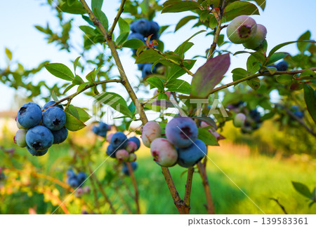 Blueberry bush on bright sunny background. Blueberries ripening on farm. Blueberries Blueberry bush on bright sunny background. Blueberries ripening on farm. Blueberries 139583361