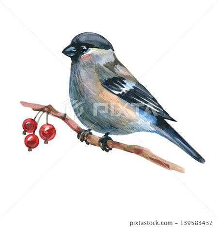 Watercolor illustration of a small, charming bird perched on a slender branch with bright red winter berries. This hand drawn bullfinch, rendered with soft textures and realistic detail Watercolor illustration of a small, charming bird perched on a slender branch with bright red winter berries. This hand drawn bullfinch, rendered with soft textures and realistic detail 139583432