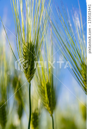 [Macro Photography] Green wheat in early summer [Nagano Prefecture] 139583441