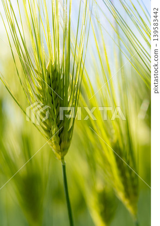 [Macro Photography] Green wheat in early summer [Nagano Prefecture] 139583442