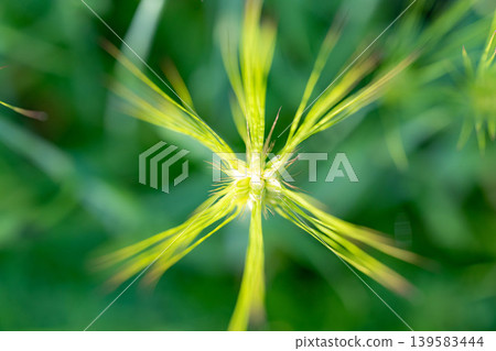 [Macro Photography] Green wheat in early summer [Nagano Prefecture] 139583444