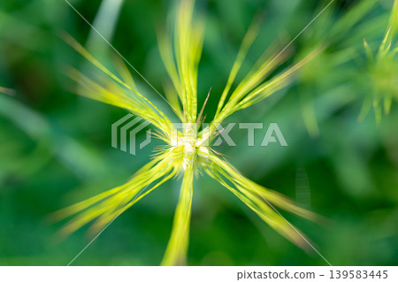 [Macro Photography] Green wheat in early summer [Nagano Prefecture] 139583445