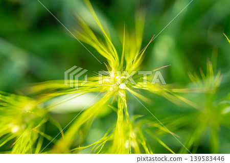 [Macro Photography] Green wheat in early summer [Nagano Prefecture] 139583446