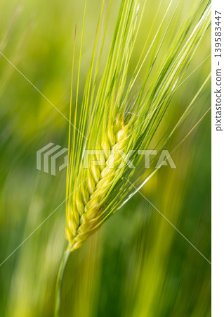 [Macro Photography] Green wheat in early summer [Nagano Prefecture] 139583447
