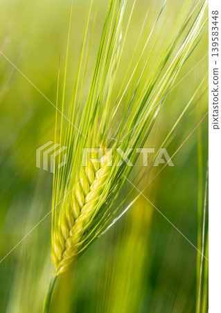 [Macro Photography] Green wheat in early summer [Nagano Prefecture] 139583448