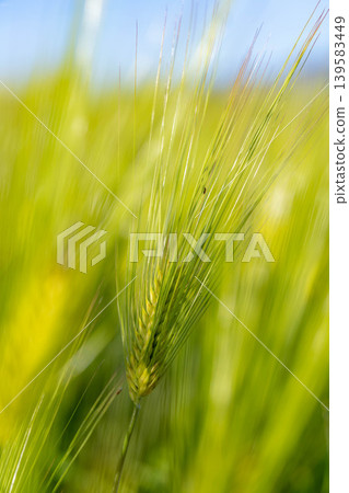 [Macro Photography] Green wheat in early summer [Nagano Prefecture] 139583449