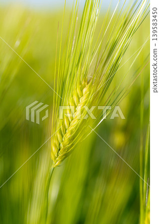 [Macro Photography] Green wheat in early summer [Nagano Prefecture] 139583450