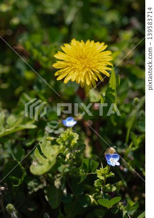 Dandelions and speedwell blooming in the spring fields Dandelions and speedwell blooming in the spring fields 139583714