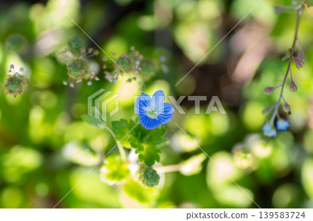 Small blue flowers, Veronica persica Small blue flowers, Veronica persica 139583724