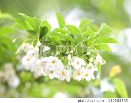 Close-up of the white flowers and buds of the Styrax japonica tree blooming amidst the fresh green leaves. (Background material) Close-up of the white flowers and buds of the Styrax japonica tree blooming amidst the fresh green leaves. (Background material) 139583765