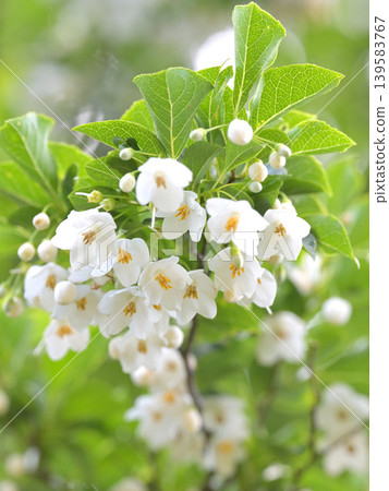 Close-up of the white flowers and buds of the Styrax japonica tree blooming amidst the fresh green leaves. (Background material) Close-up of the white flowers and buds of the Styrax japonica tree blooming amidst the fresh green leaves. (Background material) 139583767
