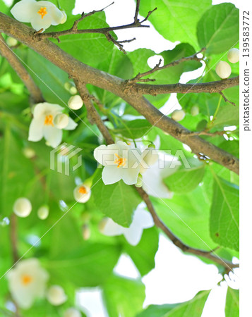 Close-up of the white flowers and buds of the Styrax japonica tree blooming amidst the fresh green leaves. (Background material) Close-up of the white flowers and buds of the Styrax japonica tree blooming amidst the fresh green leaves. (Background material) 139583772