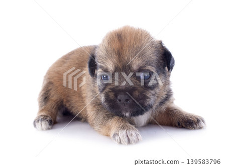 puppy chihuahua puppy chihuahua 139583796