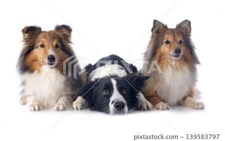 Shetland Sheepdog and border in studio 139583797