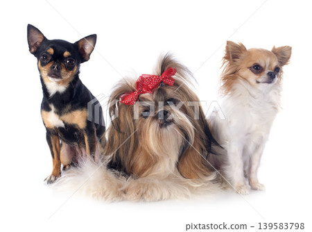 chihuahuas and shih tzu in studio chihuahuas and shih tzu in studio 139583798
