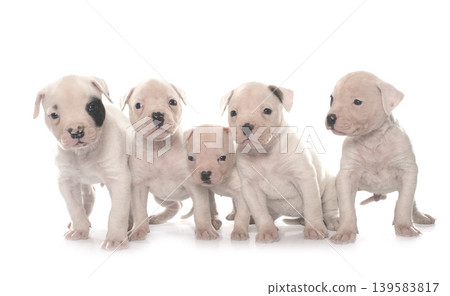 puppies american bulldog puppies american bulldog 139583817