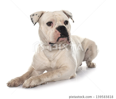 adult american bulldog 139583818