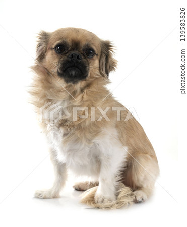Tibetan spaniel in studio Tibetan spaniel in studio 139583826