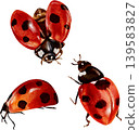 A set of ladybugs and beetles from different angles, watercolor illustration. A beautiful hand-drawn watercolor insect. 139583827