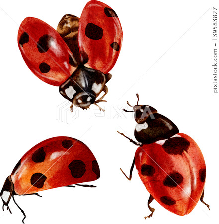 A set of ladybugs and beetles from different angles, watercolor illustration. A beautiful hand-drawn watercolor insect. A set of ladybugs and beetles from different angles, watercolor illustration. A beautiful hand-drawn watercolor insect. 139583827