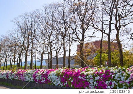 Greeted by azaleas in full bloom Greeted by azaleas in full bloom 139583846