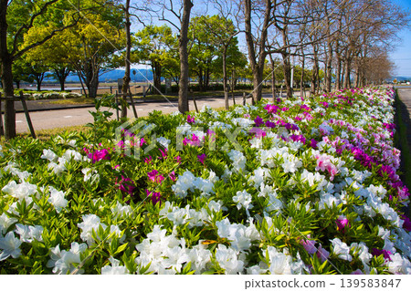 Greeted by azaleas in full bloom Greeted by azaleas in full bloom 139583847
