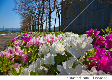 Greeted by azaleas in full bloom 139583849