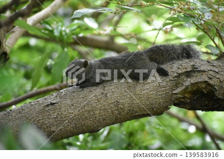 Squirrel resting on a tree Squirrel resting on a tree 139583916