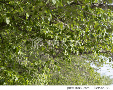 Vibrant young cherry leaves Vibrant young cherry leaves 139583970