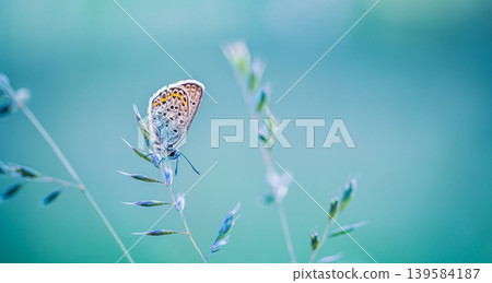 Dreamy nature panoramic closeup butterfly sitting on meadow grass during sunrise with pastel green and blue tones in spring or summer season creating natural artistic macro atmosphere Dreamy nature panoramic closeup butterfly sitting on meadow grass during sunrise with pastel green and blue tones in spring or summer season creating natural artistic macro atmosphere 139584187