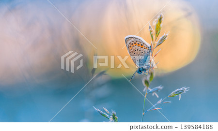 Picturesque panoramic nature wallpaper featuring closeup of majestic butterfly sitting on grass meadow at sunset with golden light creating beautiful and artistic wildlife scenery Picturesque panoramic nature wallpaper featuring closeup of majestic butterfly sitting on grass meadow at sunset with golden light creating beautiful and artistic wildlife scenery 139584188