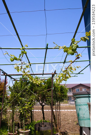 My grape garden 139584223