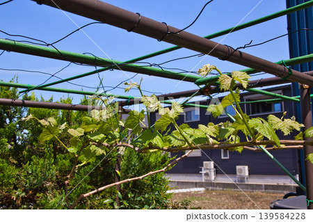 My grape garden My grape garden 139584228