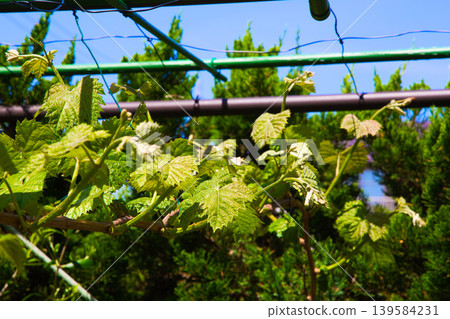My grape garden My grape garden 139584231