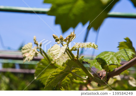 My grape garden My grape garden 139584249