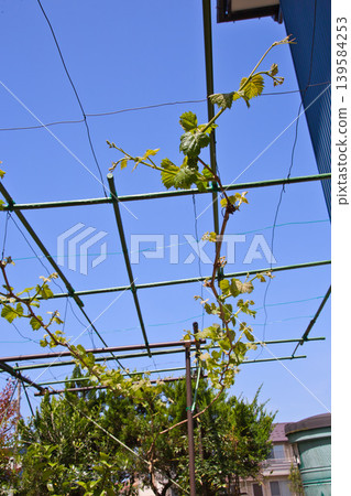 My grape garden My grape garden 139584253